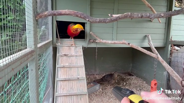 #goldenpheasantlady #pheasant #GoldenPheasant #goldenboy #mummysboy