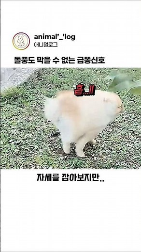 돌풍도 막을 수 없던 실외 배변 #동물 #강아지