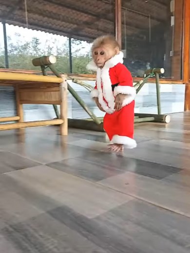 Cute Baby Monkey's Adorable Outfit