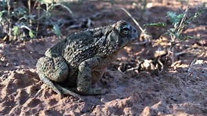 1.1K views · 71 reactions | The Woodhouse’s toad (Bufo woodhousii) is...