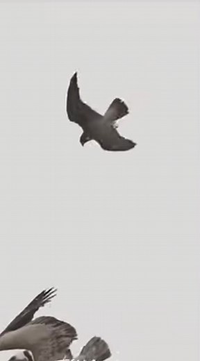 حسابات مقترحة