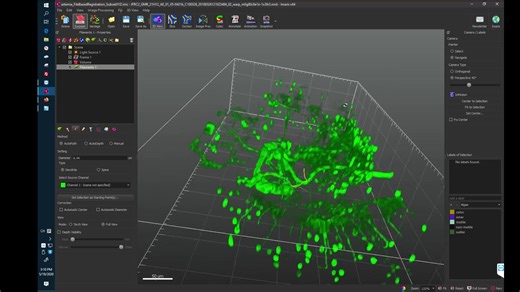【Imaris教学】Filament Tracer模块教程（中）-半自动创建