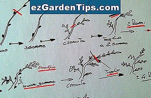 Come potare un vecchio pesco 🌱 Consigli Giardinieri - It.ezGardenTips.com