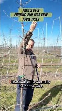 Pruning 2nd Year Envy Apple Trees: Part 2 of 2