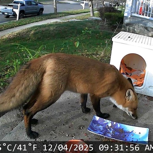 A Beautiful Red Fox Stops By! 🦊