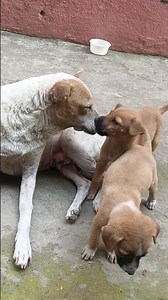 সুন্দরী চলে এসেছে ছানু মুনু কে নিয়ে🤗🤗#youtubeshorts #highlights #trending #cute