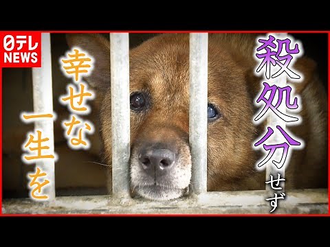 【殺処分】年間1500頭以上… 犬猫の命を守るためにできること 愛媛 NNNセレクション