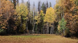 12K views · 2.1K reactions | A minute of wind and leaves in the fall near Seeley Lake Montana | Mike Williams Montana Photography | Facebook