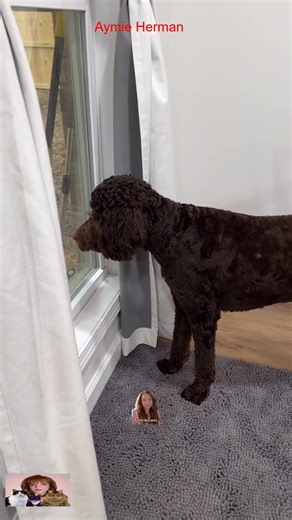 You think I should zap him 😂 #3southern #cats #tiktok #loves #kristicates | Kristi Catess