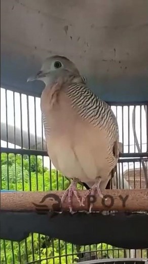 Zebra Dove Call – Relaxing Bird Sounds 30 | #birds #birdsounds #birdsoundscape #birdsong #animals