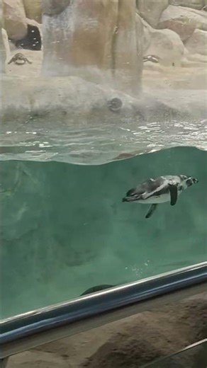 Penguin Swimming Gracefully 🐧 | Amazing Penguin in Water