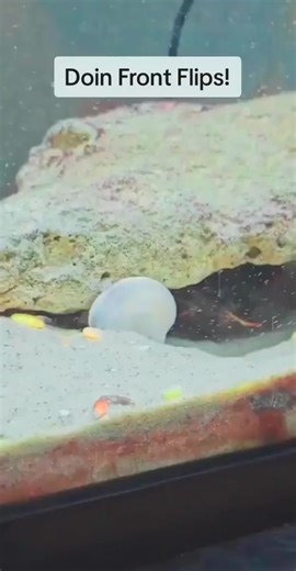 - Crab started doing front flips #saltwateraquarium #pufferfish #tucanaquatics #tucan #fyp #mantisshrimp | Mantis Shrimp