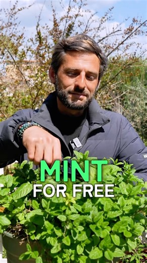 Easy trick for Unlimited Free Mint at home 🌿🌿🌿 #gardening #mint #garden