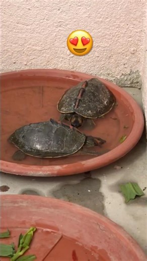 Feeding my turtle 🪱 #kgfchapater2 #turtle #turtlefood #viralshorts #youtubeshorts #cute #aquarium