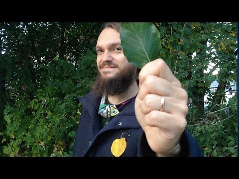 How to play the leafophone