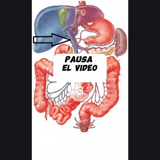 Anatomía-Vena porta