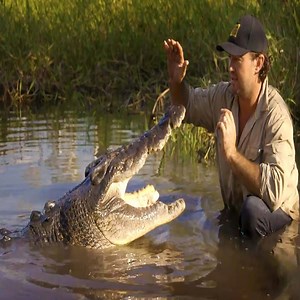 381K views · 133 reactions | Man swims with a wild crocodile | Bravo Animals | Facebook