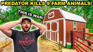 Predator attacks my backyard farm