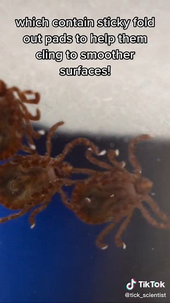 The Fascinating World of Tick Feet: Tiny Claws and Sticky Pads