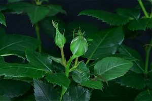 flower red rose blooming – смотреть видео онлайн в Моем Мире | Глеб Шашин