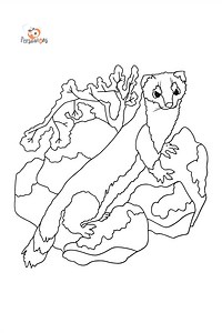 Coloring Page An Ermine - Download and Color Online