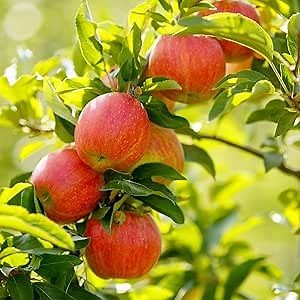 Gala Apple Tree Live Plant, Apple Plant Live for Planting, 2-3 Feet Tall, Gallon Pot, Live Apple Tree Plant Live, Sweet Apple Fruit Tree Ready to Grow Your Garden