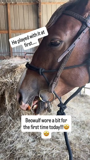 1.9K views · 1.3K reactions | While I personally prefer to ride in a halter, I do see the value in a horse knowing how to be ridden in a bit! And since a lot of people do it (and it’s required in some disciplines) I want to be the one to teach my horses how to to do that way I know they have the best first experience!! | Talia’s Mustangs | Facebook