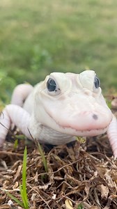 🌟Meet Mystic – the rarest of the rare!🌟She’s one of only eight leucistic alligators in the entire world and the ONLY female! With her completely white skin, a tiny touch of normal gator coloring, and those mesmerizing bright blue eyes, Mystic is truly a living legend.And here’s the wildest part—Gatorland is the ONLY place in history to ever hatch one out at a facility! 🐊💙She’s strong, stunning, and completely one-of-a-kind. Come see Mystic in all her magical glory at Gatorland Orlando! ✨ | G