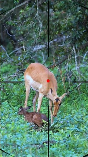 Gazelle Stalking | Caccia alla gazzella | Gazelle-opsporing