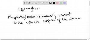 SOLVED:During apoptosis, phosphatidylserine (Section 9-1C) undergoes transverse movement (flip-flop). Explain why this could help identify apoptotic cells to phagocytic cells for engulfment and disposal.