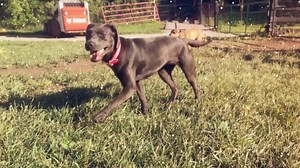 Cutie kiddos! | Buddy Boarding Farm | Facebook