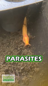 57K views · 264 reactions | This is a Loach that has been battling internal parasites. We've been treating it, but you can see how sinny he is. How do you treat sick fish? TANK ON! #sick #sickfish #internalparasites #parasite #parasites #goldendojoloach #Loach #loaches #fish #fishy #aquariumfish #freshwaterfish #nature #aquarium #fishtank #greenhouse #greenhouses | Dustin's Fishtanks | Facebook