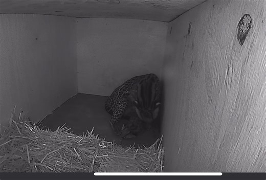 In May, an ocelot kitten was born in our Desert Dome! Months of precise planning with our animal care and reproductive sciences team, including hormone tracking through fecal analysis, allowed for a safe, well-timed pairing of this solitary species. The dam is proving to be a dedicated mother, spending nearly every moment in the nestbox. The kitten recently opened its eyes and will begin to walk in the coming weeks, but won’t leave the nest until about 6 weeks of age. At that time, our animal he