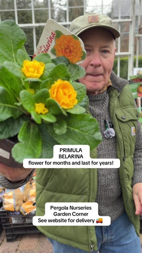 #add WEB-SHOP https://pergolanurseries.com . Primula Belarina “Mandarin “Lovely soft yellow /orange flower rosettes. Perfect for mixing with other spring flowering plants such as Erysimum and Arabis. Plant from now in pots ,baskets,rockeries.In Webshop ready for delivery.🚚 ALL IRELAND DELIVERY 🚚 32 Counties Pergola Nurseries Garden Corner, Virginia, Co Cavan “A gardeners oasis of quality plants “ Open Tuesday to Saturday 10.3-5 Open Sundays 2-5 #fyp #garden #gardening #flowers