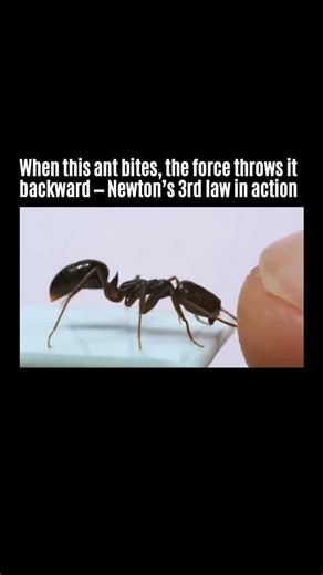 unseen on Instagram: "The jaws of the trap-jaw ant are more than just weapons — they’re mechanical tools. When this ant (Odontomachus) bites a human finger, it doesn’t just attack — it also uses the recoil to launch itself away. This is a textbook example of Newton’s third law: “For every action, there is an equal and opposite reaction.” The force of the bite hits the finger, but it also pushes back on the ant’s body, flinging it backward in a split second. This serves as both an attack and an e