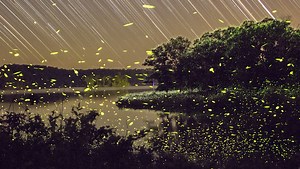 Vincent Brady Pulled Out All the Stops to Create This Magical Firefly Time-Lapse