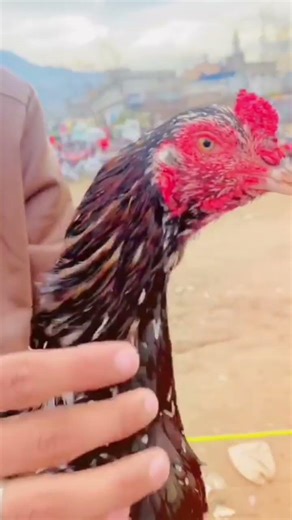 Rare Fancy ChickenBeautiful Desi Rooster Amazing Chicken Breed Stunning Rooster Close UpUnique Chick