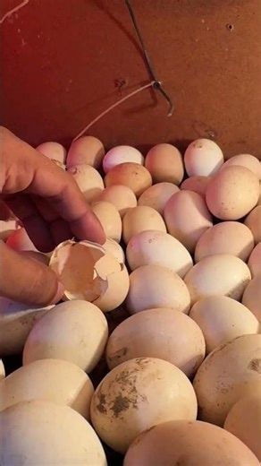 Winner - Sussex hen egg hatched at day 19