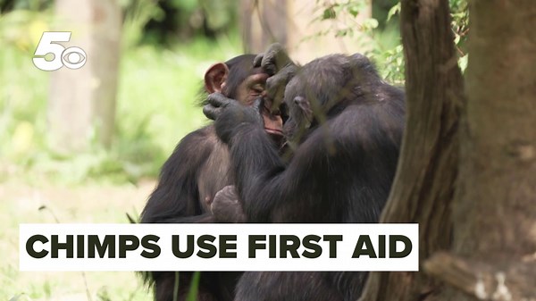 Scientists studying chimps capture first aid use on video