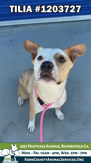 2.6K views · 70 reactions | TILIA (1203727) Female, 2 years old,...