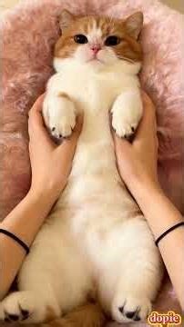 Help Dopie Get His Daily Massage! (Day 1) 🥺😻 Super Relaxing Kitty ASMR