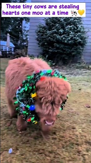 Mini Moo Magic 🐮 | Cutest Miniature Cows You’ll Ever See!#minicows #cows #cute #shorts