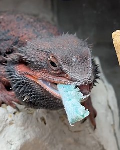 How to store and prep hornworms for your bearded dragon 🦎🐛 | Furry Tails