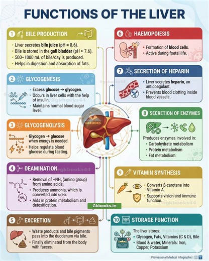 The liver is one of the most vital organs of the human body, performing hundreds of life-sustaining functions every day. From bile production and glucose regulation to detoxification, vitamin synthesis, and storage of essential nutrients, the liver acts as the body’s metabolic powerhouse. A healthy liver is key to proper digestion, balanced metabolism, and overall well-being. 👉 Save this post to revise biology concepts quickly! 👉 Follow for more clear and exam-oriented science infographics. #L