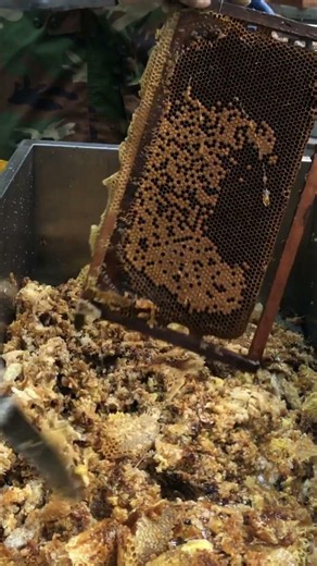 Honey Uncapping Process 🍯 Fresh Honey Extraction 🐝 #shorts