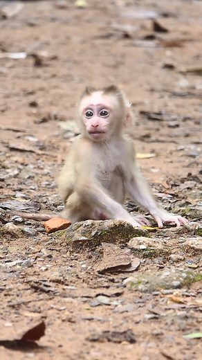 2.3K views · 62 reactions | Mom, look, I exercise to walk #LovelyMonkey #LeoMonkey #LibbyMonkey | Lovely Monkey | Facebook