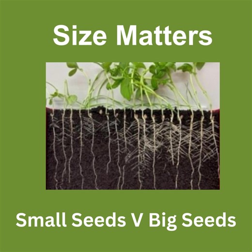 FARM SAVED SEED Size Matters! NAAC trials prove bigger seed results in improved germination, rooting weight, emergence, & vigour. www.naac.co.uk/farm-saved-seed/ #Agriculture #Farming #Harvest2025