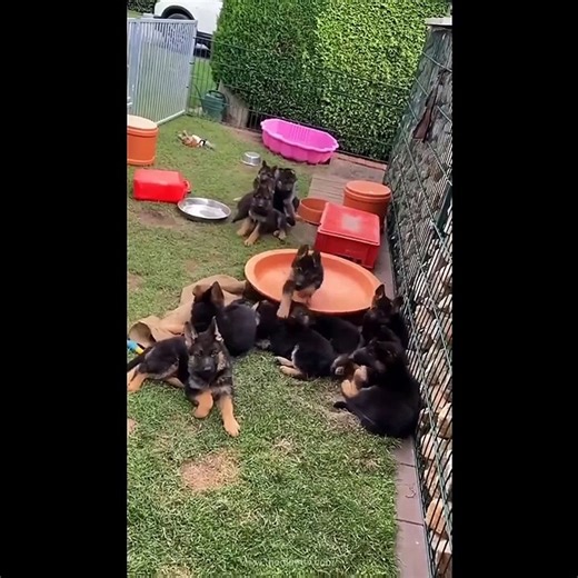 Cute Funny Dogs | Cute Dogs Doing Funny Things Compilation