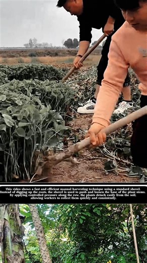 Fast Manual Harvesting with a Shovel | Efficient Field Technique! #shorts