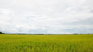 Rice fields and cloud, Time Lapse